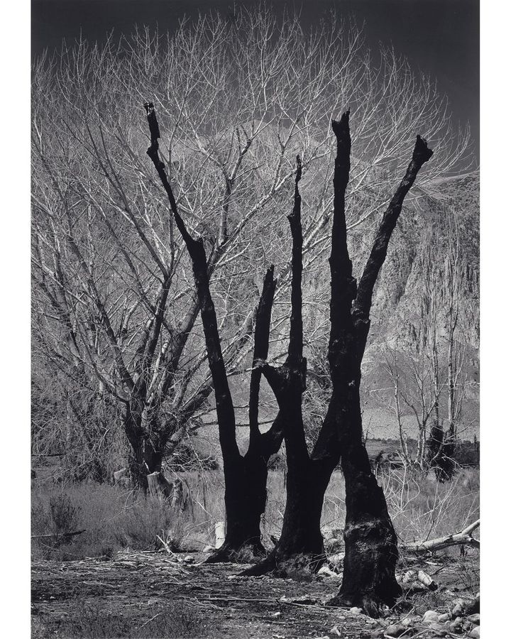 (Credit: The Ansel Adams Publishing Rights Trust, Courtesy, Museum of Fine Arts, Boston) (Credit: The Ansel Adams Publishing Rights Trust, Courtesy, Museum of Fine Arts, Boston)