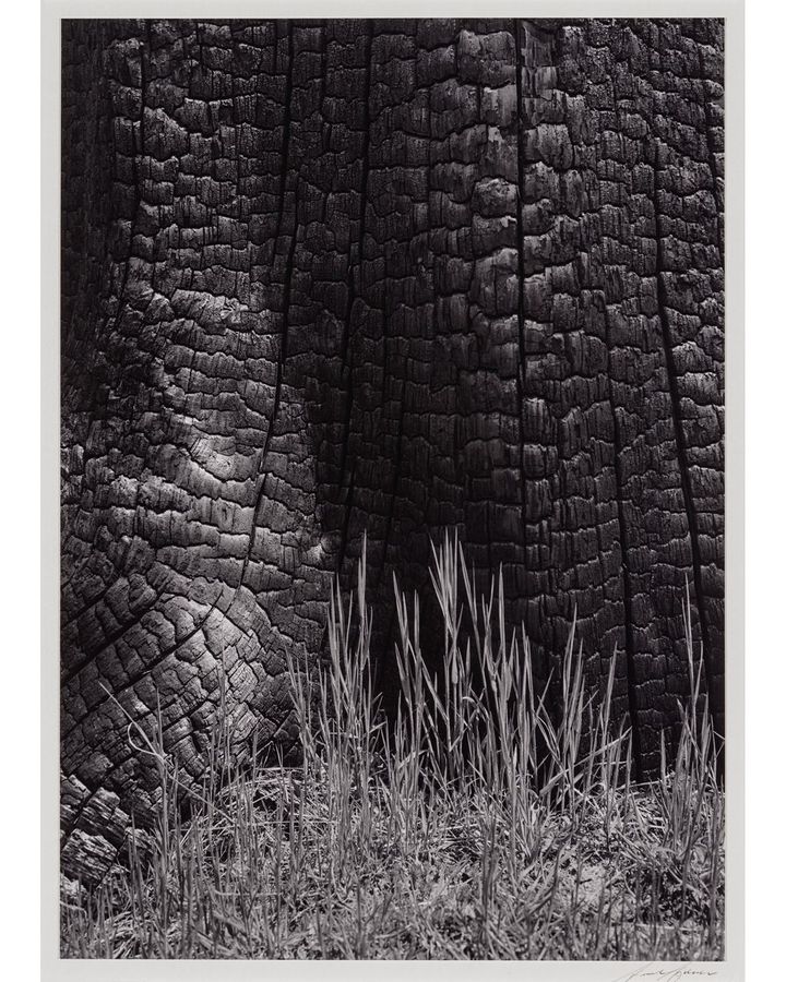(Credit: The Ansel Adams Publishing Rights Trust, Courtesy, Museum of Fine Arts, Boston) (Credit: The Ansel Adams Publishing Rights Trust, Courtesy, Museum of Fine Arts, Boston)