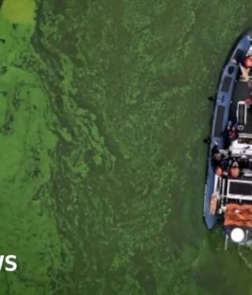Jan Carson: Would flooding Lough Neagh solve the blue-green algae problem?
